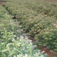 江西供應紅豆杉大小苗盆景小苗，桂花基地，江西青楓苗多，江西紫