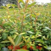 觀賞2年掛果火棘小苗價格江蘇火棘苗大量供應