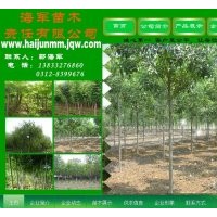 國槐 金葉榆 垂柳 速生柳~~各種苗木供應(yīng)