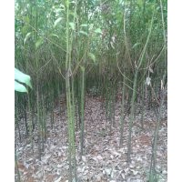 1-2公分重陽木，杜英，香樟，烏桕