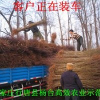 石家莊苗木基地中華太陽李、紅葉李、紫葉矮櫻