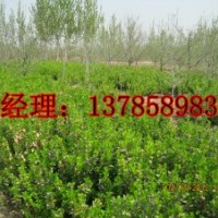 河北衡水深州市供應60公分高衛矛成苗