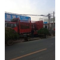 日照龍柏苗木基地常年低價(jià)出售龍柏大小苗