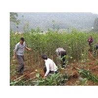 余慶縣大量供應珍貴綠化樹苗