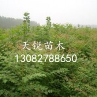 出售北欒小苗，大量北欒小苗供應商