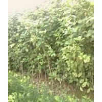 供應綠化苗