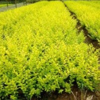 最新供應色塊苗 紅花繼木 紅葉石楠 金森女貞 杜鵑等等