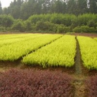 供應(yīng)金葉女貞、北海道黃楊、各種月季