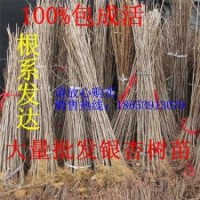 銀杏小苗 銀杏樹價(jià)格 銀杏苗價(jià)格