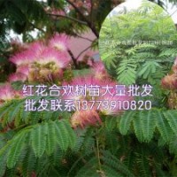 專業(yè)出售絨花樹小苗絨花樹大苗絨花樹價格