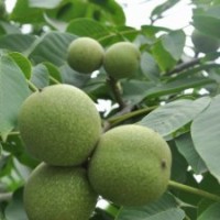大量 嫁接核桃苗 白皮松小苗 杏樹
