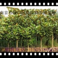 供應廣玉蘭