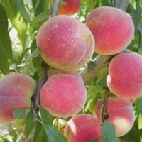 批量供應桃樹苗 新品種豐產早熟桃樹苗 嫁接果樹苗 常年供應