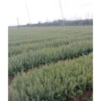 今年手里還有80萬左右的雪松小苗，20到40公分的高，小苗長勢十