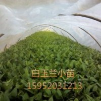 2015白玉蘭小苗價格