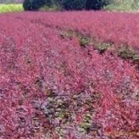 長期出售地被苗木，小苗，花灌木