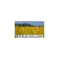 苗木.糖槭.白臘.火炬.衛矛.紫葉小糪.紅瑞木.忍冬.藍葉忍冬.梧桐.
