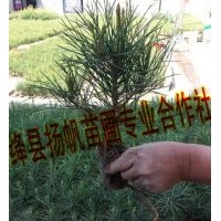 供應二年營養杯白皮松小苗，三年營養杯白皮松小苗（10-15cm）
