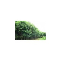 供應 大葉女貞.大葉黃楊、瓜子黃楊、
