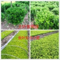 苗木東青苗,衛矛,黃楊苗