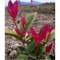 長(zhǎng)期供應(yīng)珍珠彩葉桂花
