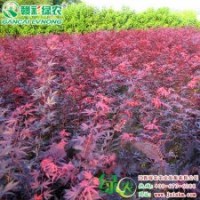 日本紅楓三季紅 紅楓小苗 紅楓樹苗 供應|批發|零售