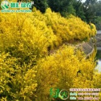 黃金香柳 彩柳小苗供應包成活