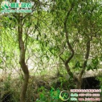美國變色龍柳2號 彩柳小苗供應包成活