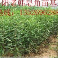 訂購優質皂角苗