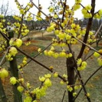 臘梅花怎么養(yǎng)臘梅價(jià)格_臘梅花的功效與作用