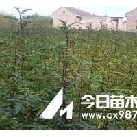 花椒苗，核桃苗，桃樹苗