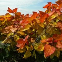 紅霞楊，金紅楊，彩色植物，彩楊，全紅楊，中紅楊，彩楊農林