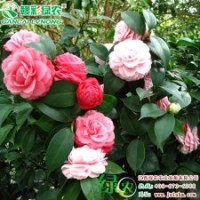 十八學士茶花 花色美麗 較耐熱 國內傳統名貴品種 十八學士茶花樹
