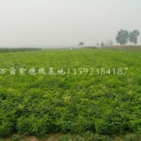 河南紫穗槐培育中心，萬畝紫穗槐小苗，供應紫穗槐，紫穗槐大苗