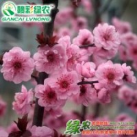 紅葉美人梅 優質棉花小苗 優良品種紅葉美人梅 精品梅花小苗