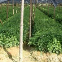 紅豆杉、羅漢松、竹柏、杜英、紫薇、桂花、廣玉蘭、香樟