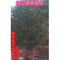 濟寧源林綠化常年供應各種規格的法桐