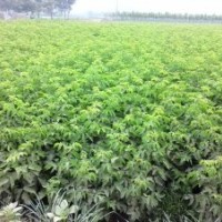 爬山虎 國槐苗 北欒樹苗 復葉槭苗 絲綿木苗