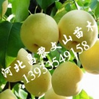 梨樹苗，皇冠梨樹苗，黃冠梨樹苗，晚秋黃梨樹苗，愛宕梨樹苗