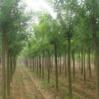 速生國槐批發基地 價格 行情