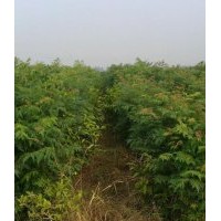 欒樹價格,2014年欒樹苗價格