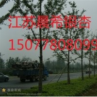 2014年最新實生銀杏樹價格,江蘇省邳州市晨希銀杏苗木基地
