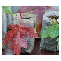 最紅美國紅楓關注美股紅楓樹苗價格就選河南桃楓