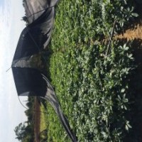 低價供應鴨腳木小苗和球規格20-60cm袋苗