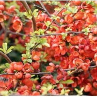 供應西府海棠、東紅海棠、絢麗海棠