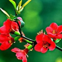 供:西府海棠、東紅海棠、紅麗海棠