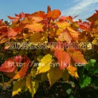 “紅霞楊”Ⅰ號、金紅楊、彩葉植物、彩楊、彩色植物、全紅楊、紅