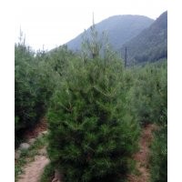 西安鴻發白皮松苗木基地