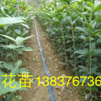 30公分高桂花苗，80公分高桂花苗，2公分桂花批發