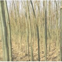 速生柳小苗價(jià)格，山東速生柳小苗種植信息，山東速生柳小苗供應(yīng)商
